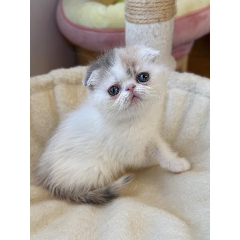 成約済の兵庫県のフォールデックス-134774の12枚目