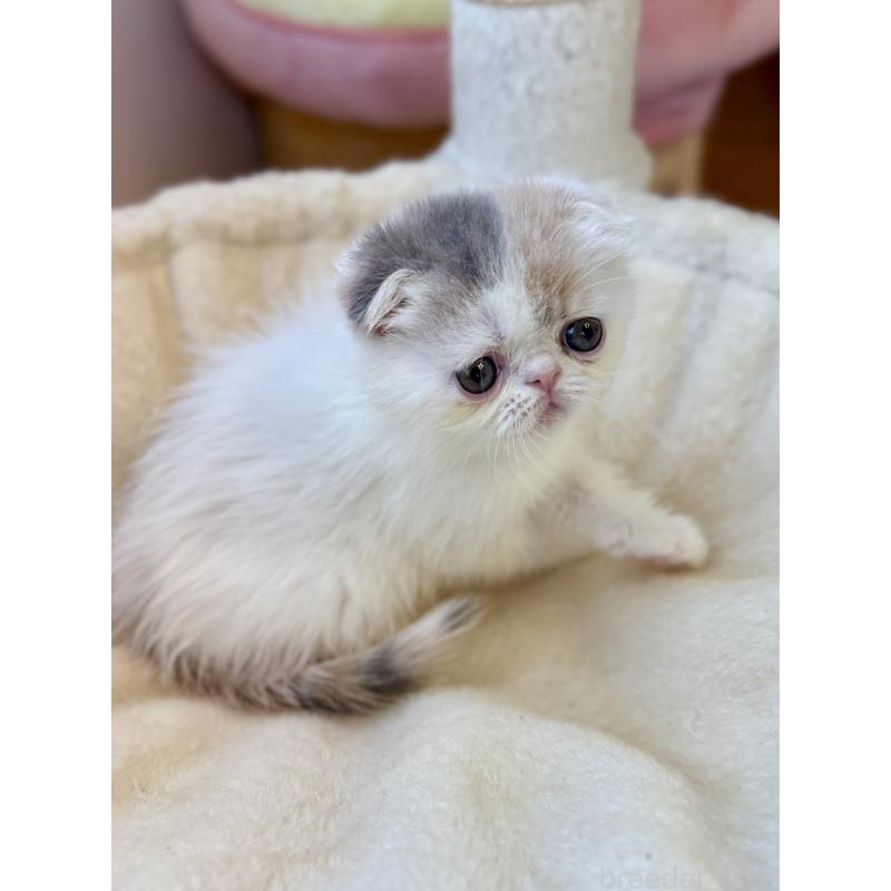 成約済の兵庫県のフォールデックス-134774の11枚目