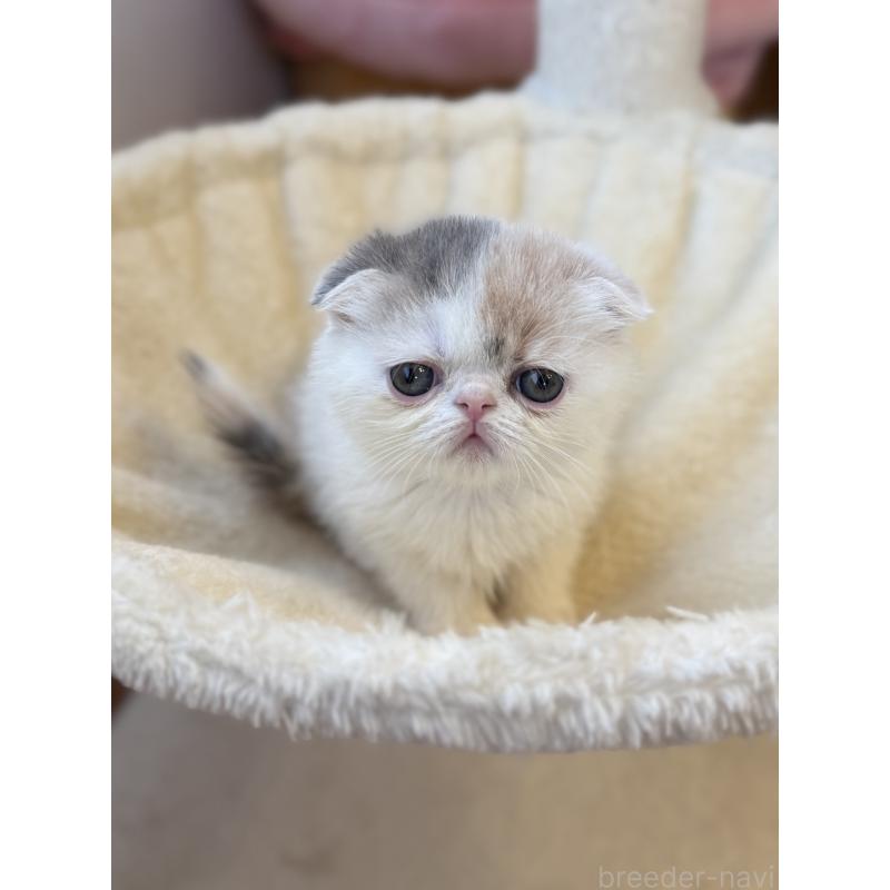 成約済の兵庫県のフォールデックス-134774の10枚目