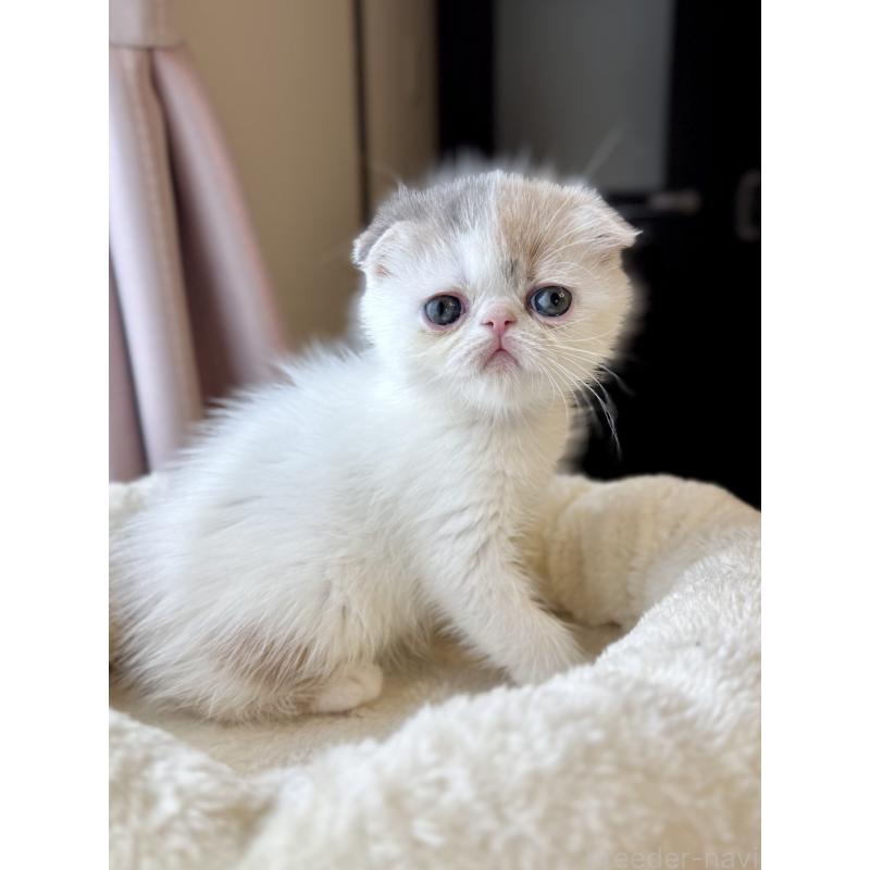 成約済の兵庫県のフォールデックス-134774の9枚目