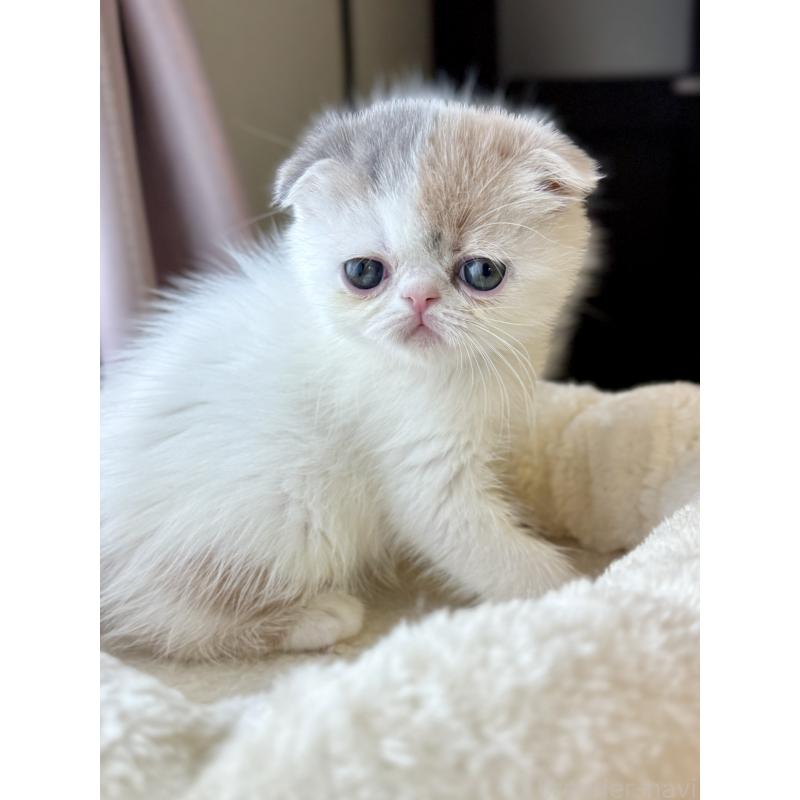 成約済の兵庫県のフォールデックス-134774の8枚目