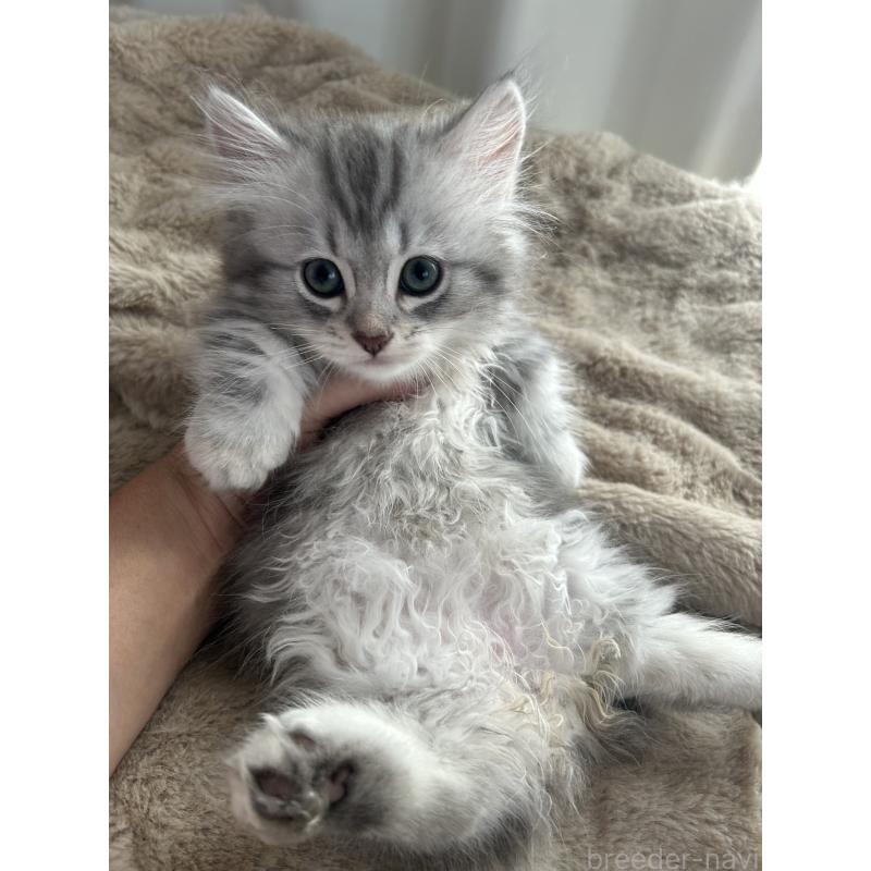 販売中の千葉県のミックス-134896の3枚目