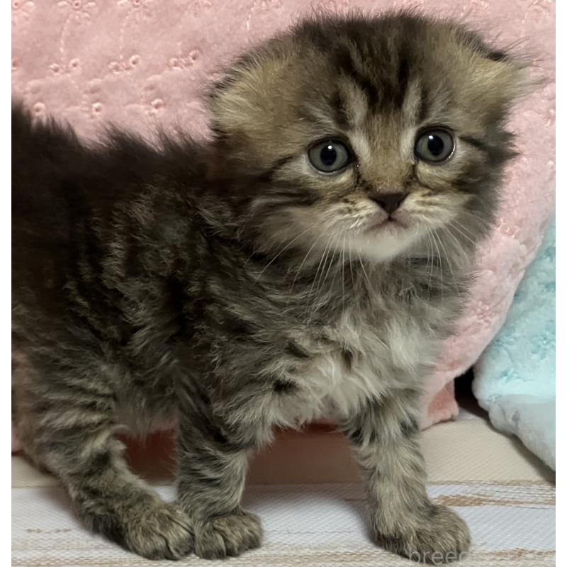 販売中の三重県のスコティッシュフォールド(折れ耳)-134439の2枚目