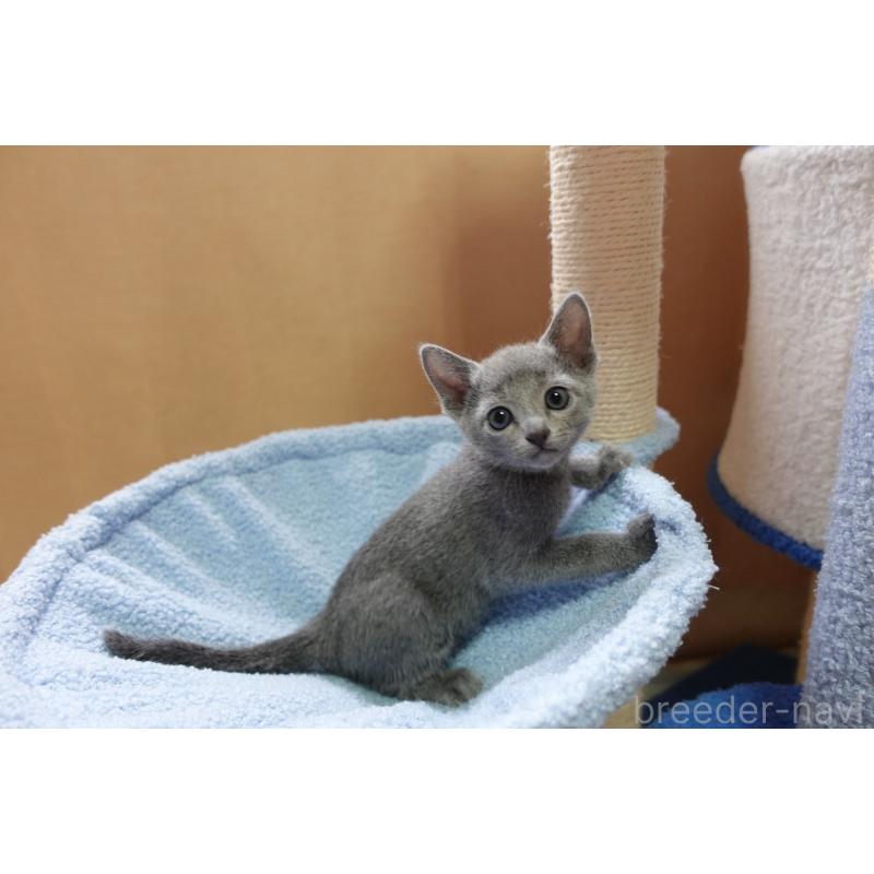 販売中の埼玉県のロシアンブルー-134906の5枚目