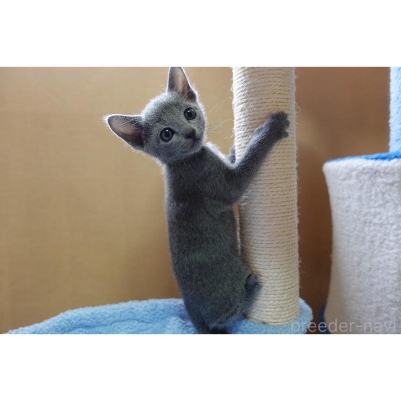 販売中の埼玉県のロシアンブルー-134906の4枚目