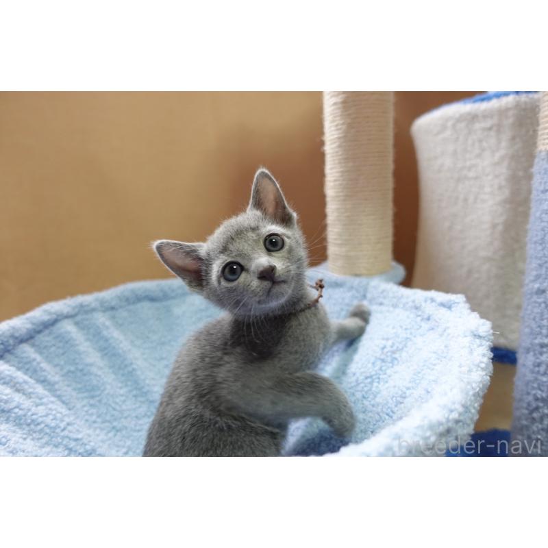 販売中の埼玉県のロシアンブルー-134906の3枚目