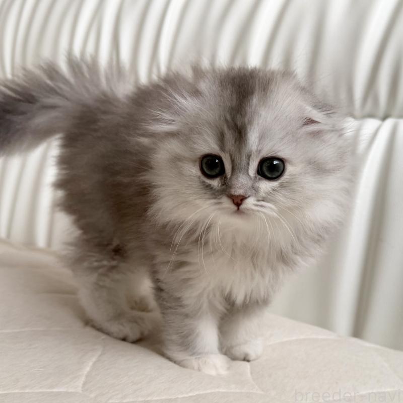 販売中の福岡県のスコティッシュフォールド(折れ耳)-134187