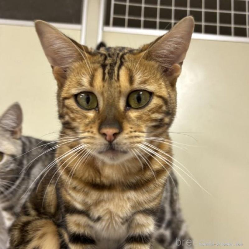 販売中の千葉県のベンガル-111812の1枚目