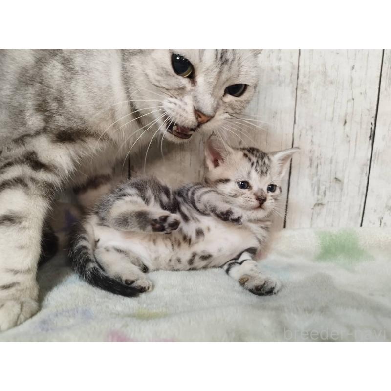 販売中の三重県のアメリカンショートヘア-134911の5枚目