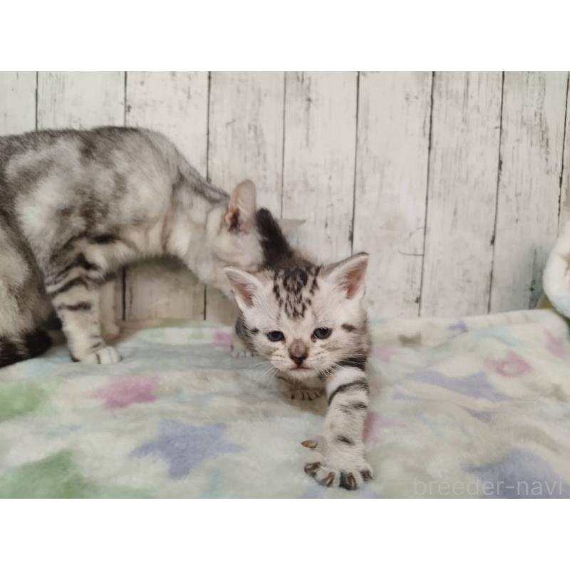 販売中の三重県のアメリカンショートヘア-134911の4枚目