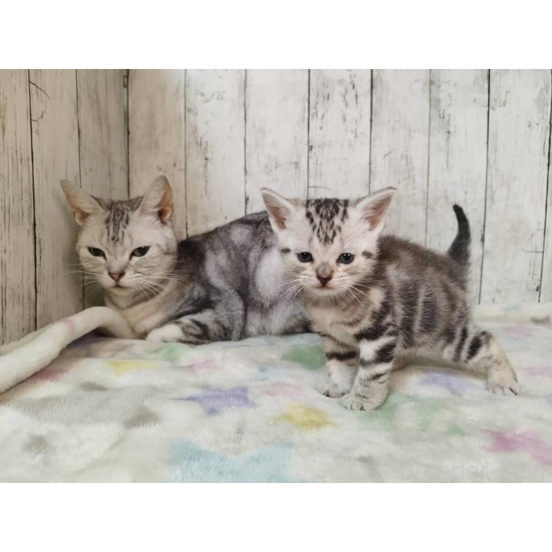 販売中の三重県のアメリカンショートヘア-134911の3枚目