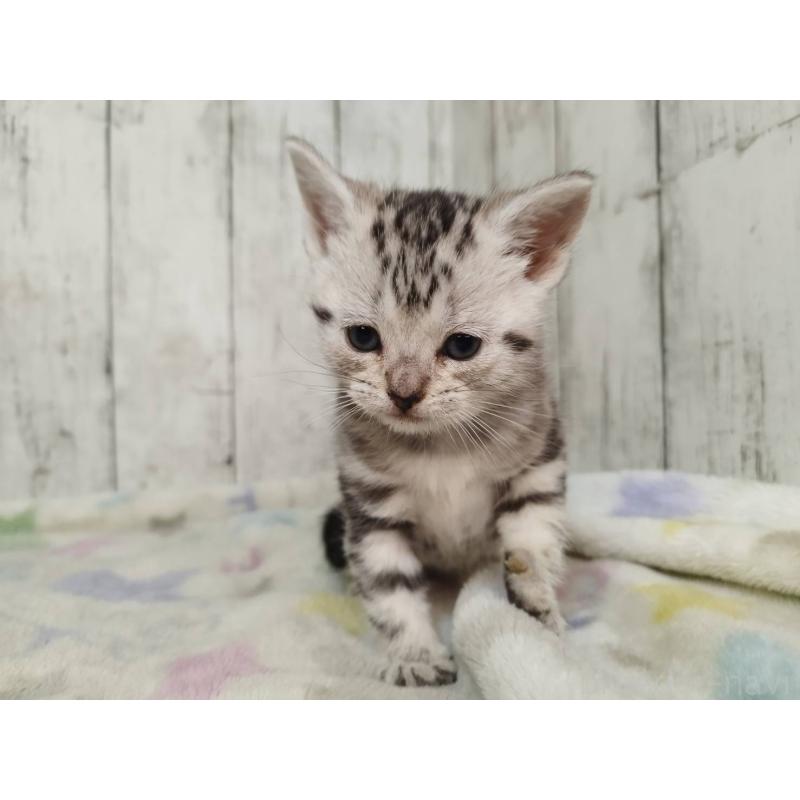 販売中の三重県のアメリカンショートヘア-134911の2枚目