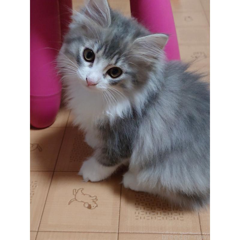 商談中の滋賀県のノルウェージャンフォレストキャット-134912の2枚目