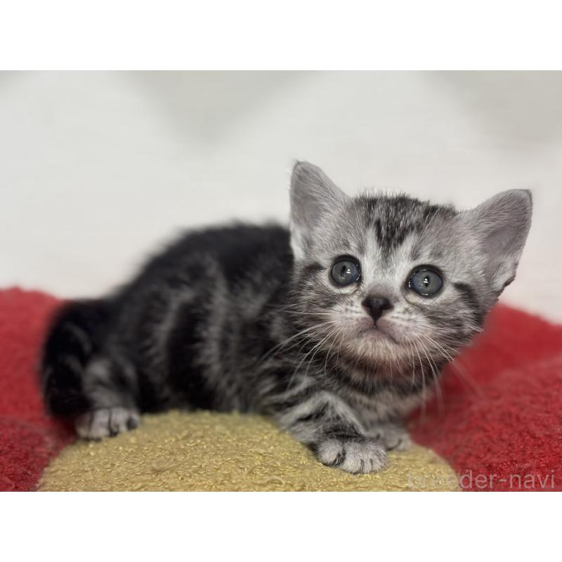 販売中の神奈川県のアメリカンショートヘア-134915の10枚目