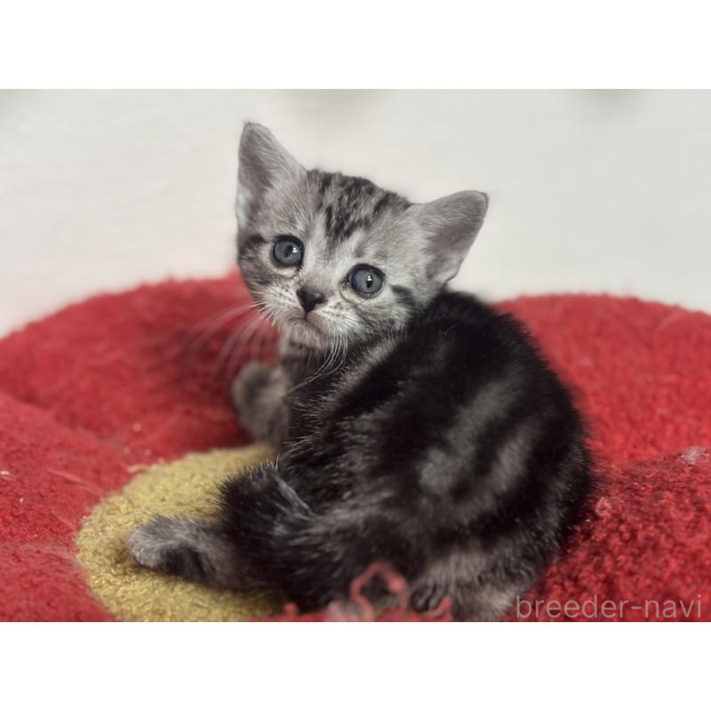 販売中の神奈川県のアメリカンショートヘア-134915の9枚目