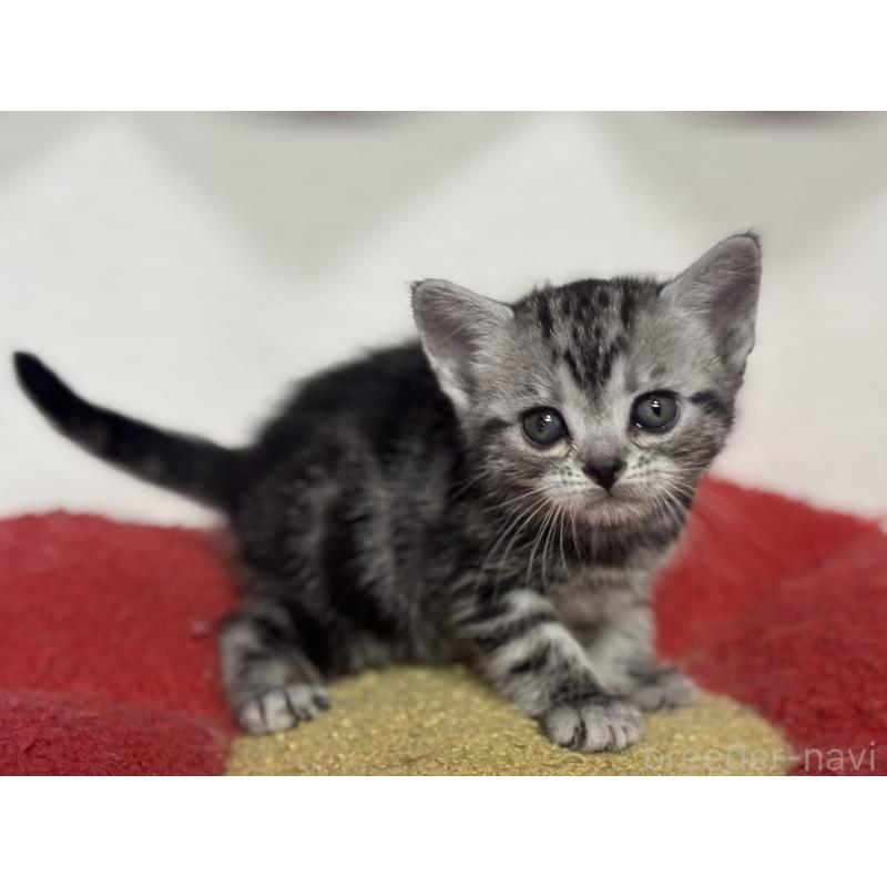 販売中の神奈川県のアメリカンショートヘア-134915の8枚目