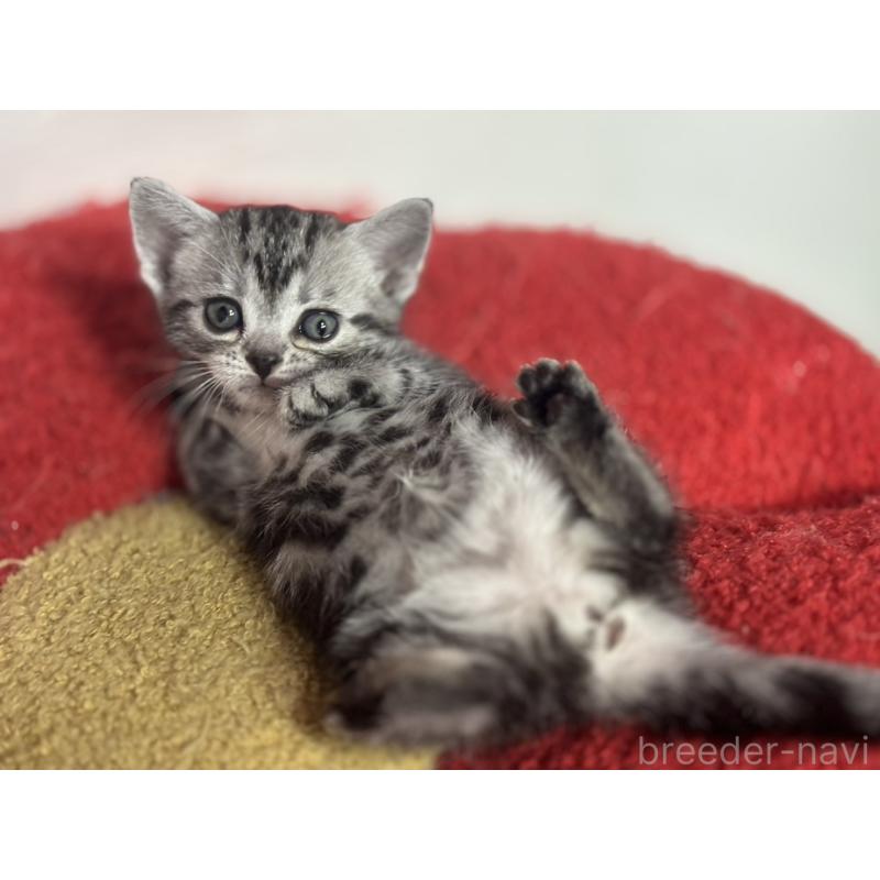 販売中の神奈川県のアメリカンショートヘア-134915の7枚目