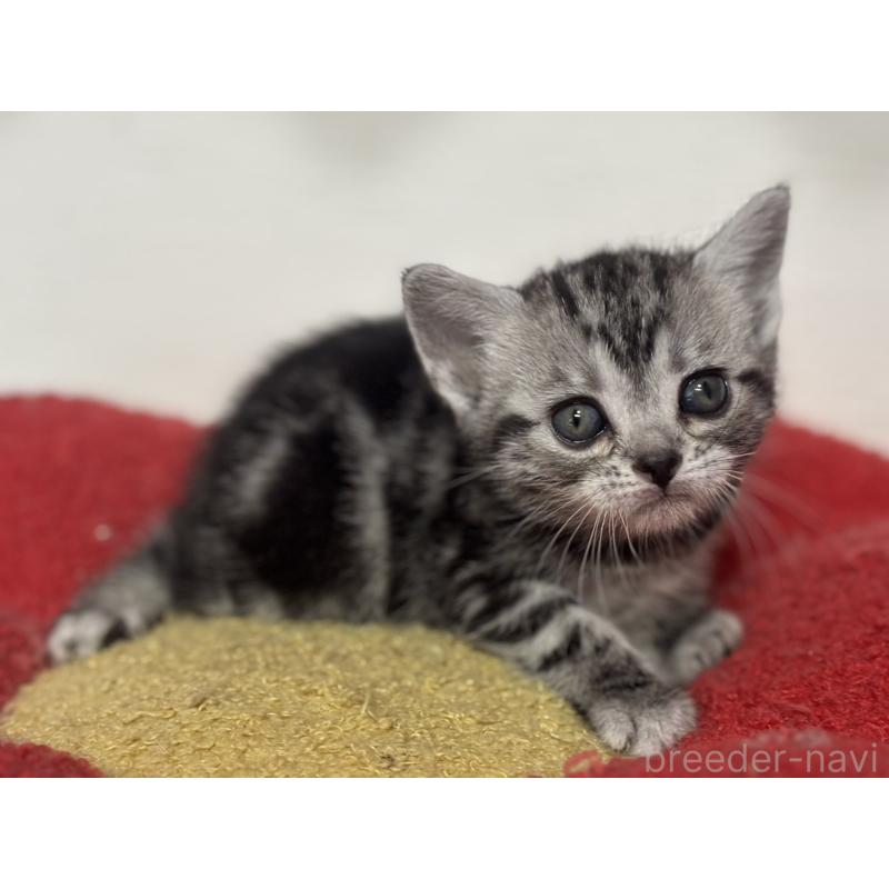 販売中の神奈川県のアメリカンショートヘア-134915の6枚目