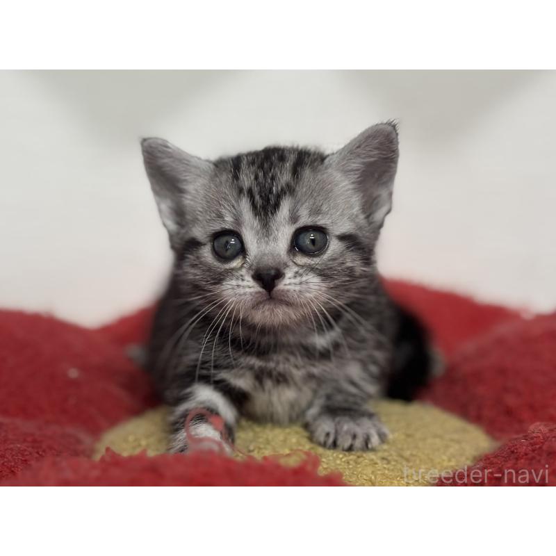 販売中の神奈川県のアメリカンショートヘア-134915の5枚目