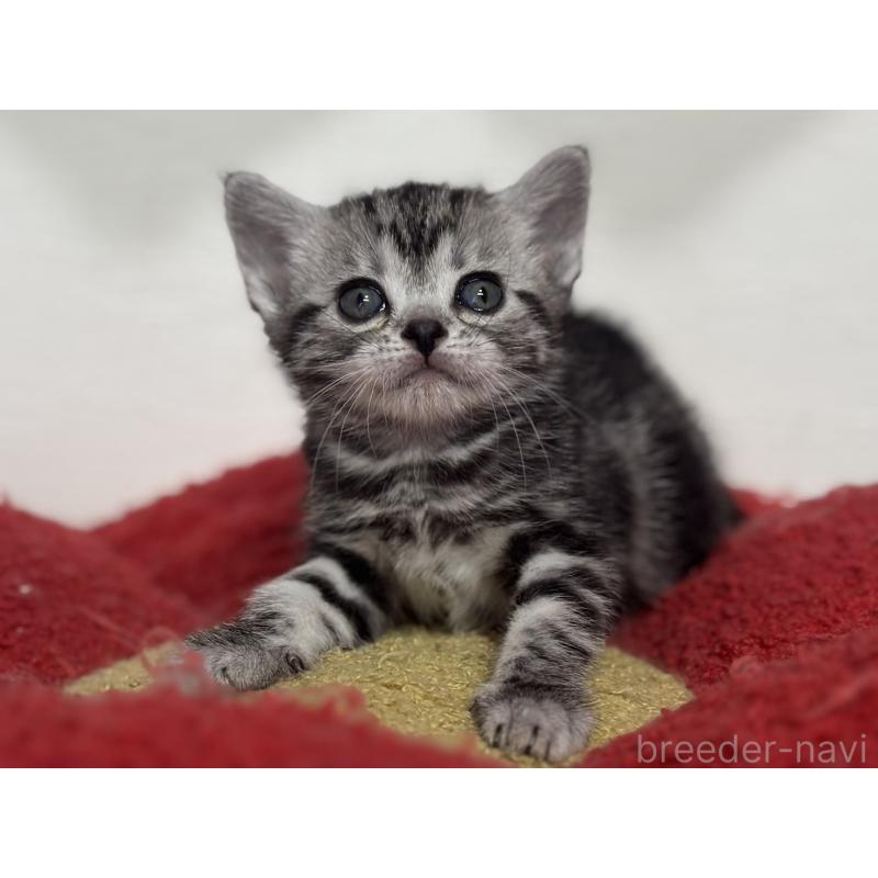 販売中の神奈川県のアメリカンショートヘア-134915の4枚目