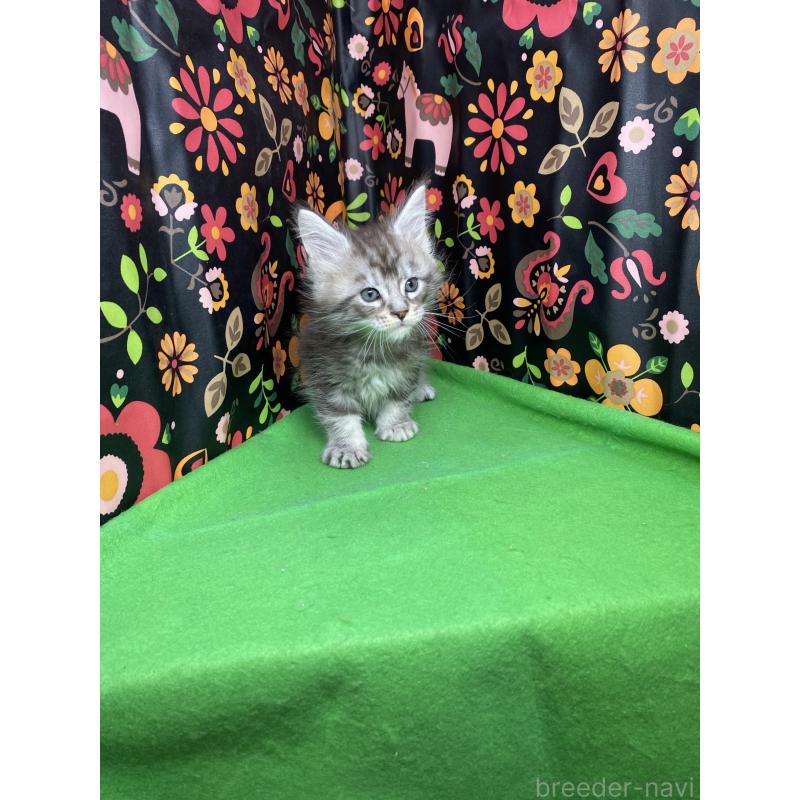 販売中の佐賀県のメインクーン-134914の2枚目