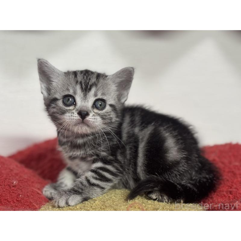 販売中の神奈川県のアメリカンショートヘア-134915の3枚目