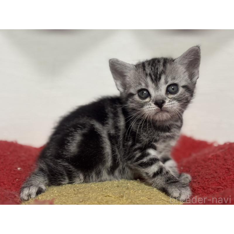 販売中の神奈川県のアメリカンショートヘア-134915の2枚目