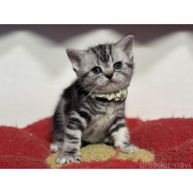 販売中の神奈川県のアメリカンショートヘア-134917の9枚目