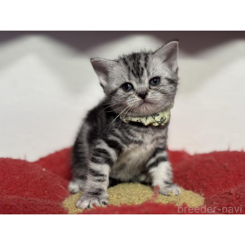 販売中の神奈川県のアメリカンショートヘア-134917の8枚目