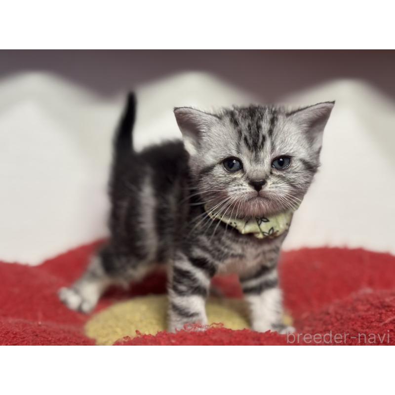 販売中の神奈川県のアメリカンショートヘア-134917の7枚目