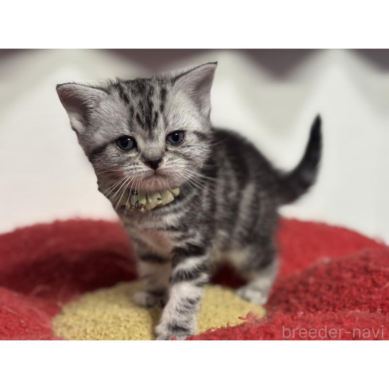 販売中の神奈川県のアメリカンショートヘア-134917の5枚目