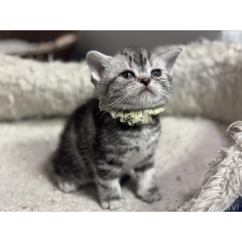 販売中の神奈川県のアメリカンショートヘア-134917の4枚目