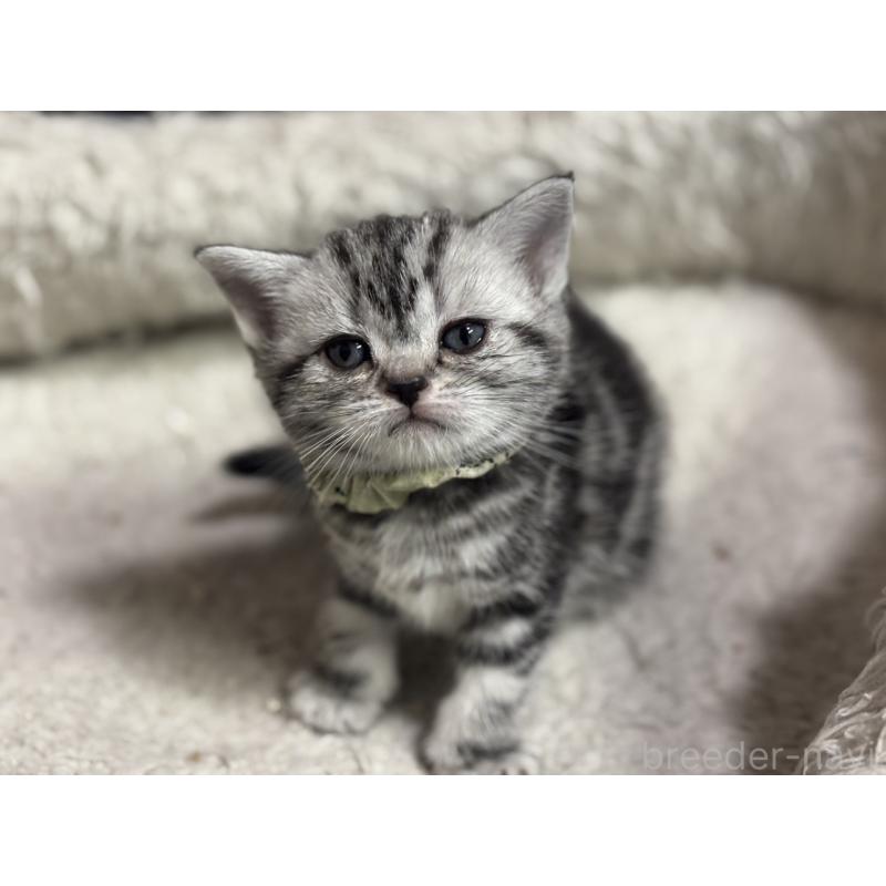 販売中の神奈川県のアメリカンショートヘア-134917の2枚目