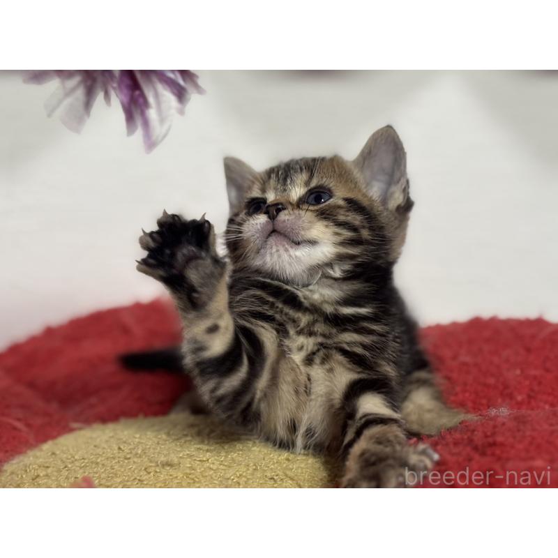 販売中の神奈川県のアメリカンショートヘア-134918の8枚目