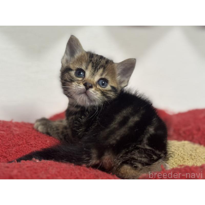 販売中の神奈川県のアメリカンショートヘア-134918の6枚目