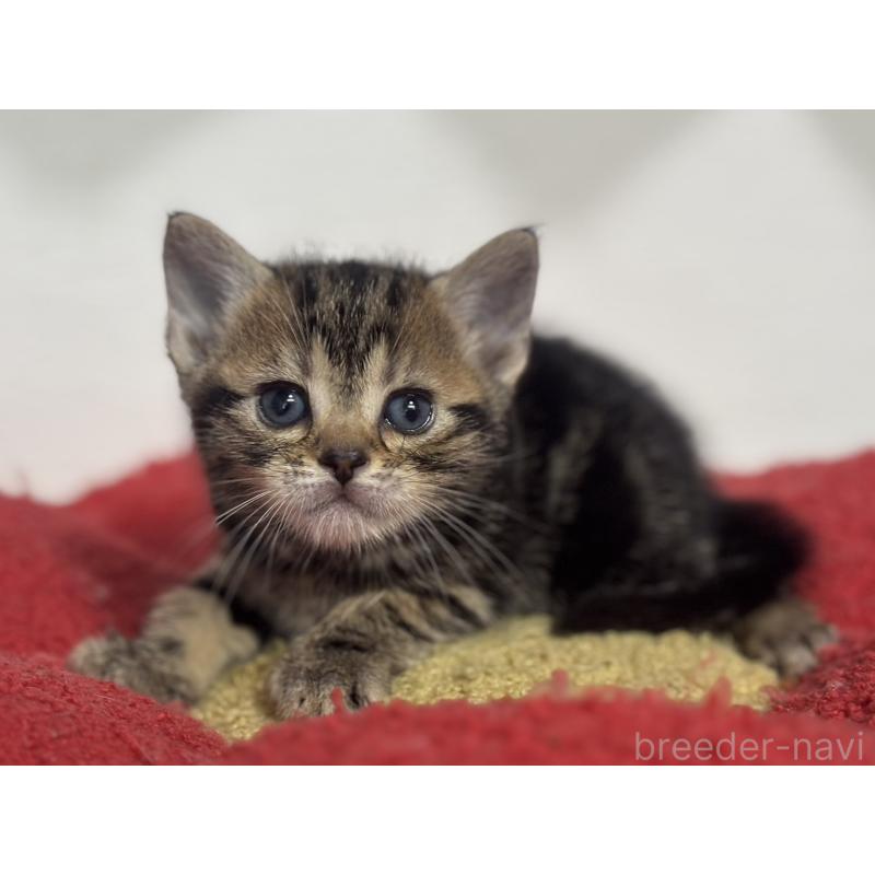 販売中の神奈川県のアメリカンショートヘア-134918の5枚目