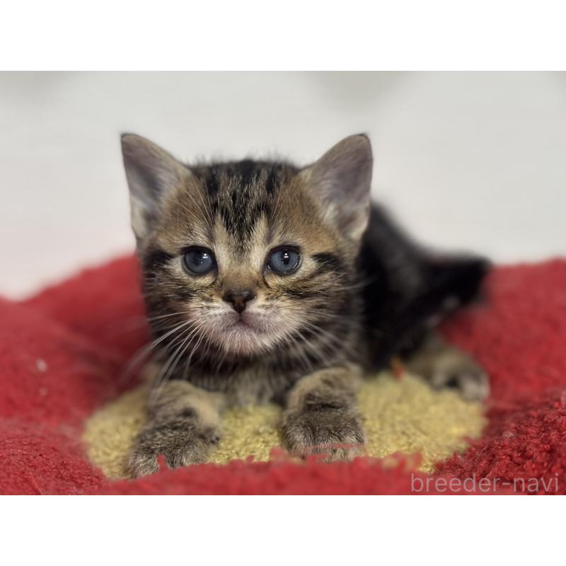 販売中の神奈川県のアメリカンショートヘア-134918の4枚目