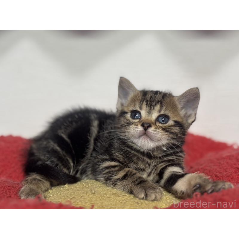 販売中の神奈川県のアメリカンショートヘア-134918の3枚目