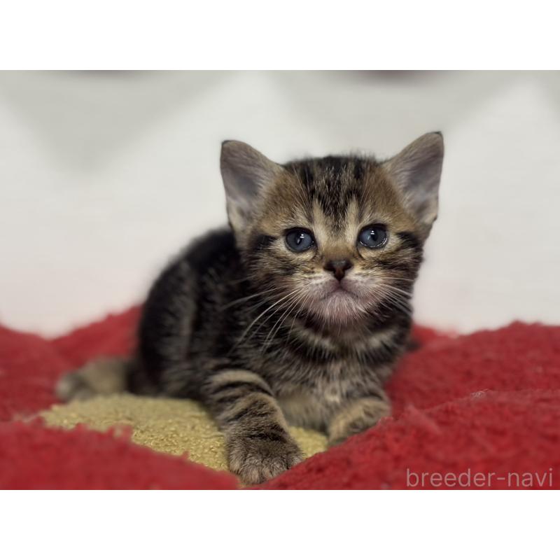 販売中の神奈川県のアメリカンショートヘア-134918の2枚目