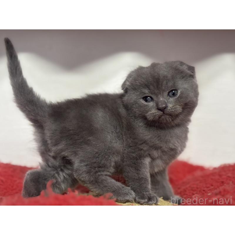 販売中の神奈川県のスコティッシュフォールド(折れ耳)-134919の10枚目