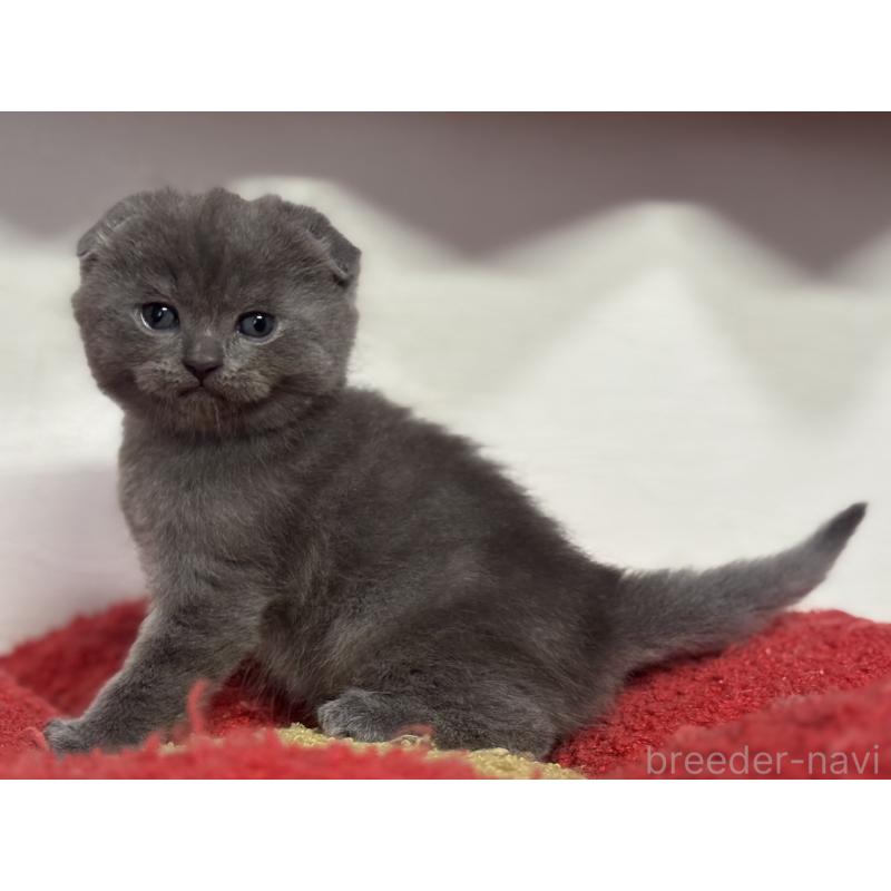 販売中の神奈川県のスコティッシュフォールド(折れ耳)-134919の9枚目