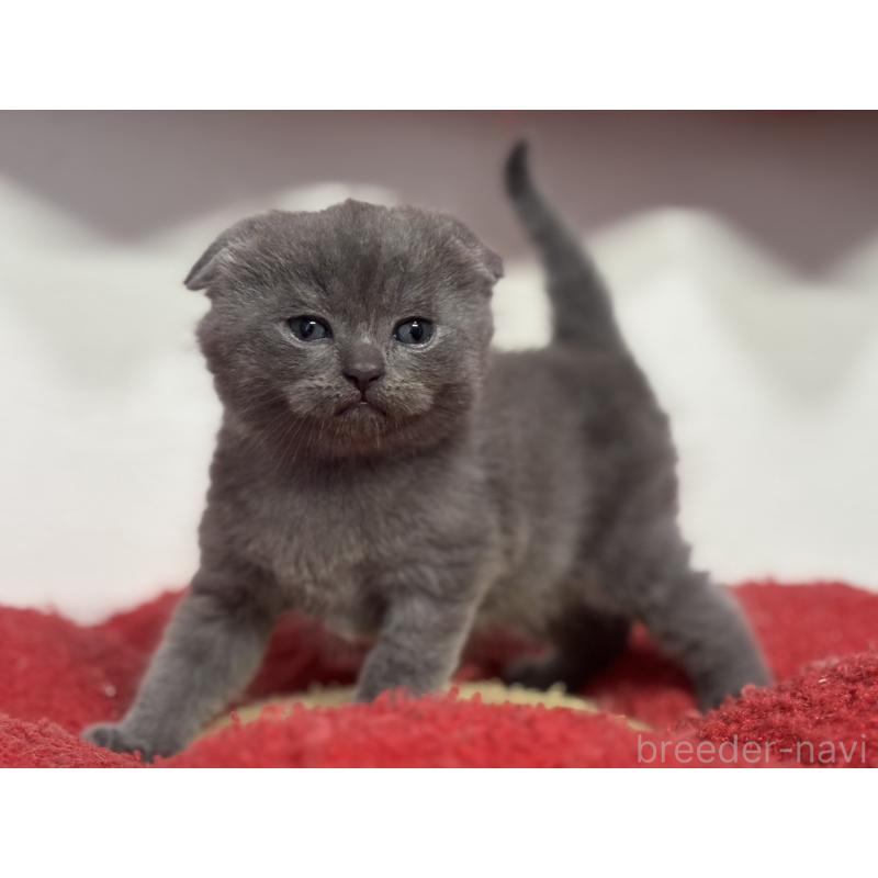 販売中の神奈川県のスコティッシュフォールド(折れ耳)-134919の8枚目