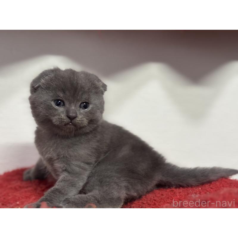 販売中の神奈川県のスコティッシュフォールド(折れ耳)-134919の7枚目