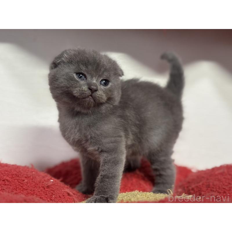 販売中の神奈川県のスコティッシュフォールド(折れ耳)-134919の6枚目