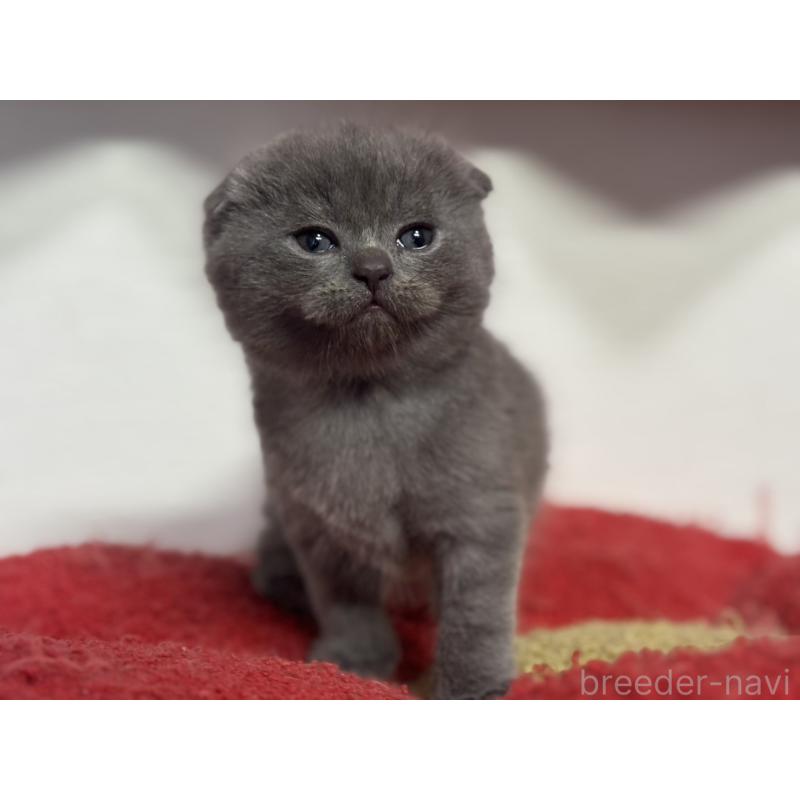 販売中の神奈川県のスコティッシュフォールド(折れ耳)-134919の3枚目