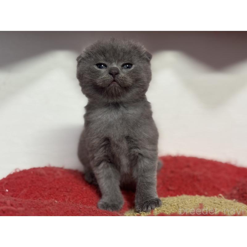 販売中の神奈川県のスコティッシュフォールド(折れ耳)-134919の2枚目