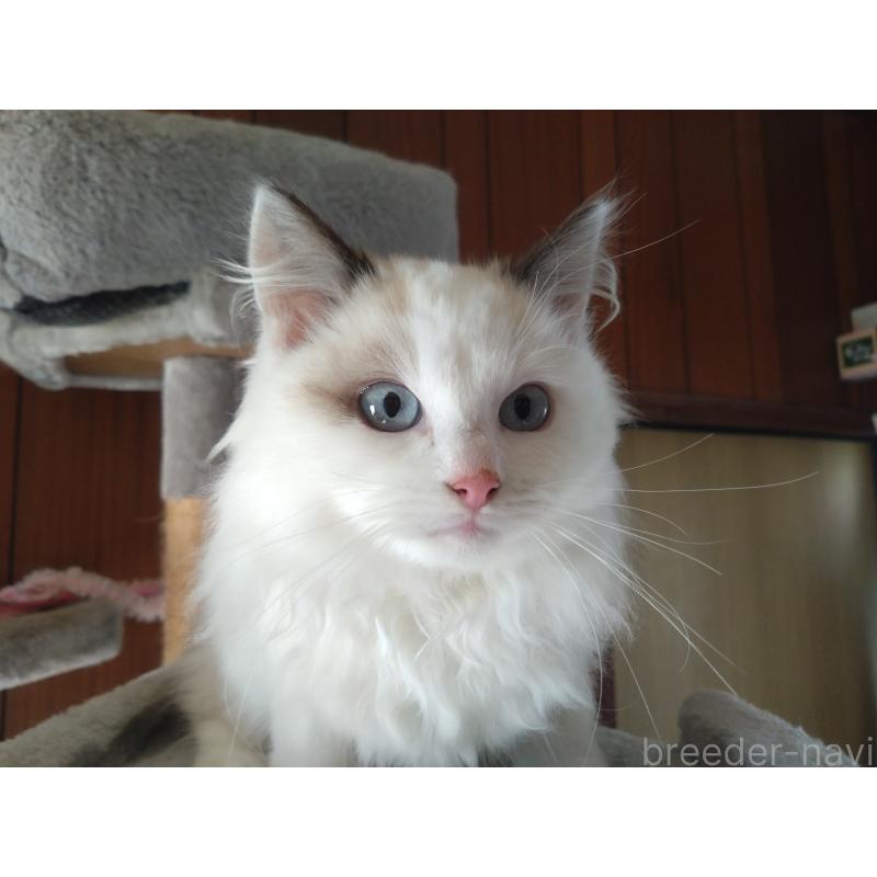 販売中の千葉県のラグドール-130885の4枚目