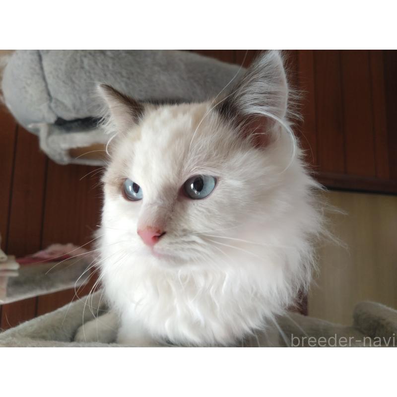 販売中の千葉県のラグドール-130885の3枚目