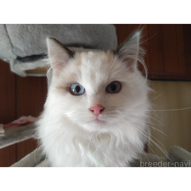 販売中の千葉県のラグドール-130885の2枚目