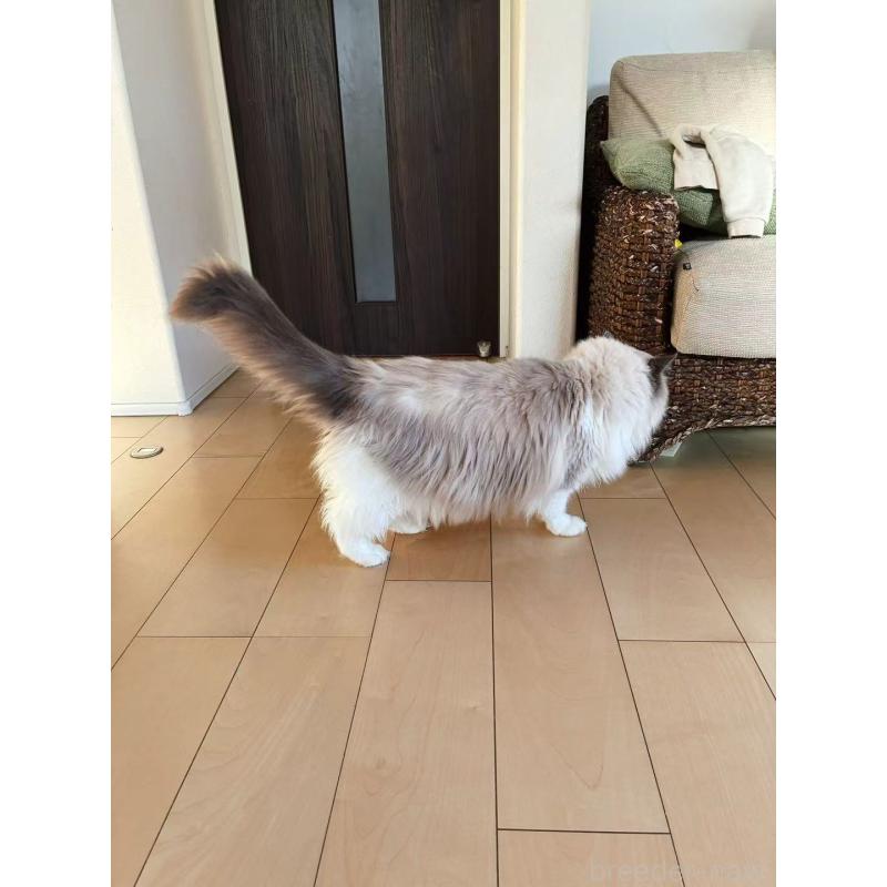 販売中の埼玉県のラグドール-134920の5枚目